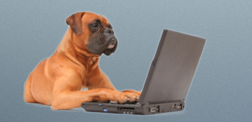 Dog on laptop