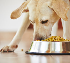 Dog eating pet food